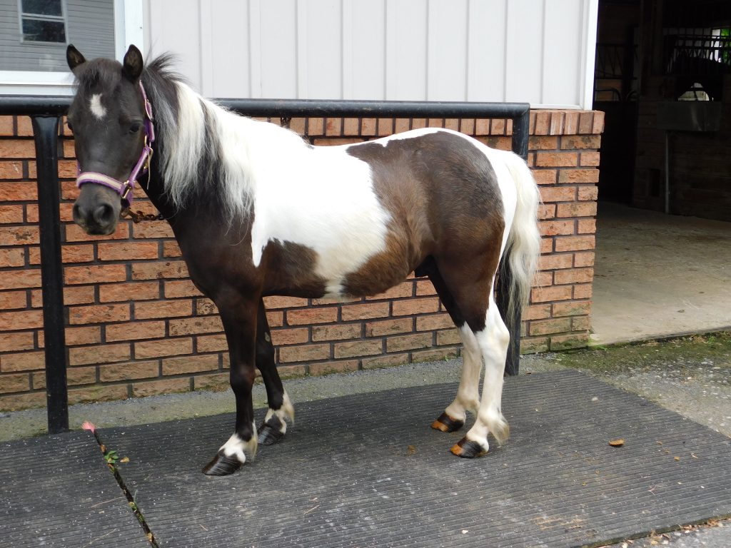 3 Yr. Old Mini Paint Pony (Gelding) Trained to ride & Drive PA